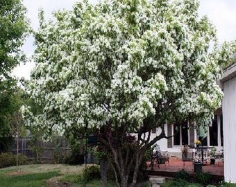100 White Fringe Tree Seeds, Chionanthus Virginicus