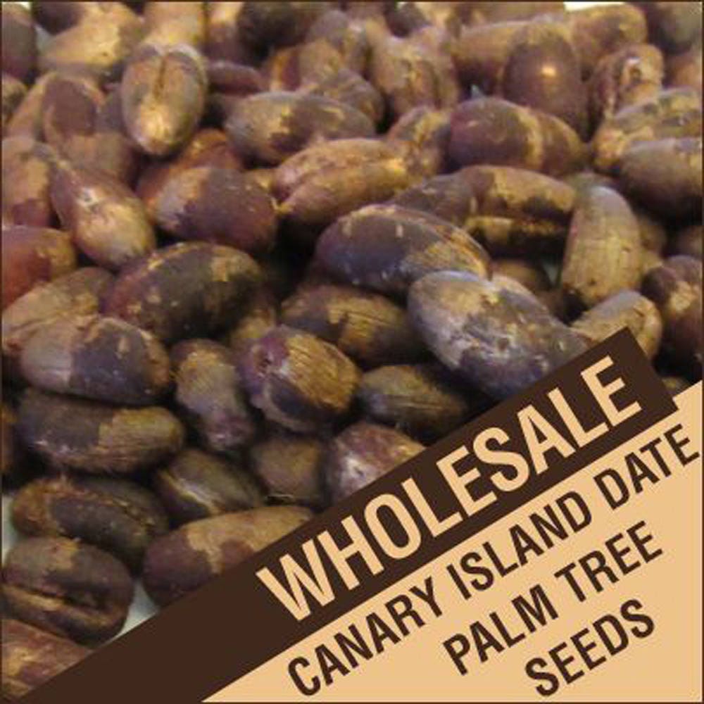 Wholesale Canary Island Date Palm Tree Seeds Phoenix