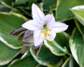 Hosta Lilies (Set of 3) Original Photography. Instant download of high resolution jpeg images. Art Print #Decoupage #DIY #Background Image