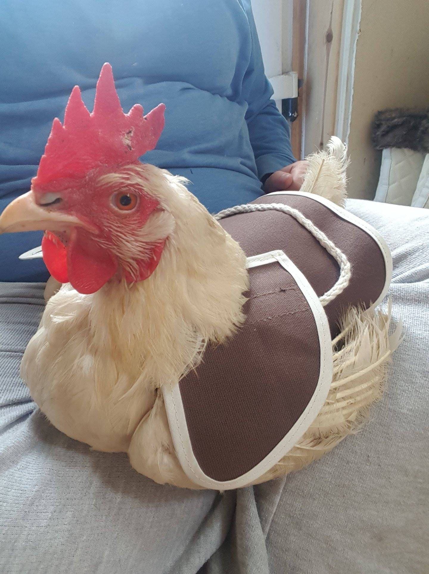 Chicken Saddle Chicken apron Hen protector WING PROTECTION