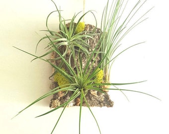 Vertical Wall Tillandsia Garden, 3 Air Plants Mounted on Cork Bark With Moss