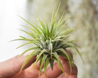 SALE Air Plant Tillandsia Ionantha Guat, Terrarium Plants, Air Plant Terrarium, Wholesale Air Plants, Small Airplant, Succulents, Plants