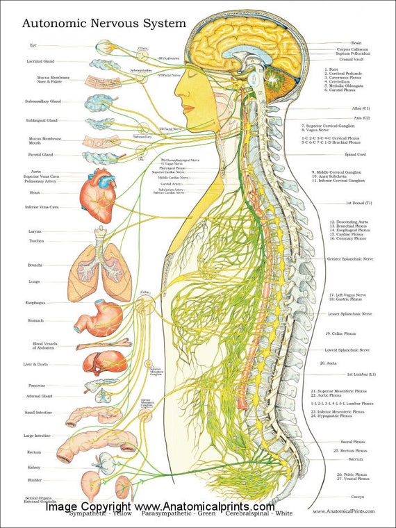 Autonomic Nervous System Poster Chiropractic 18 X