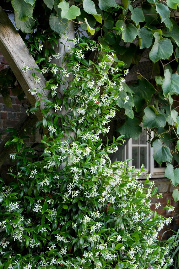 Star Jasmine Staked Aka Trachelospermum Jasminoides Stk Live