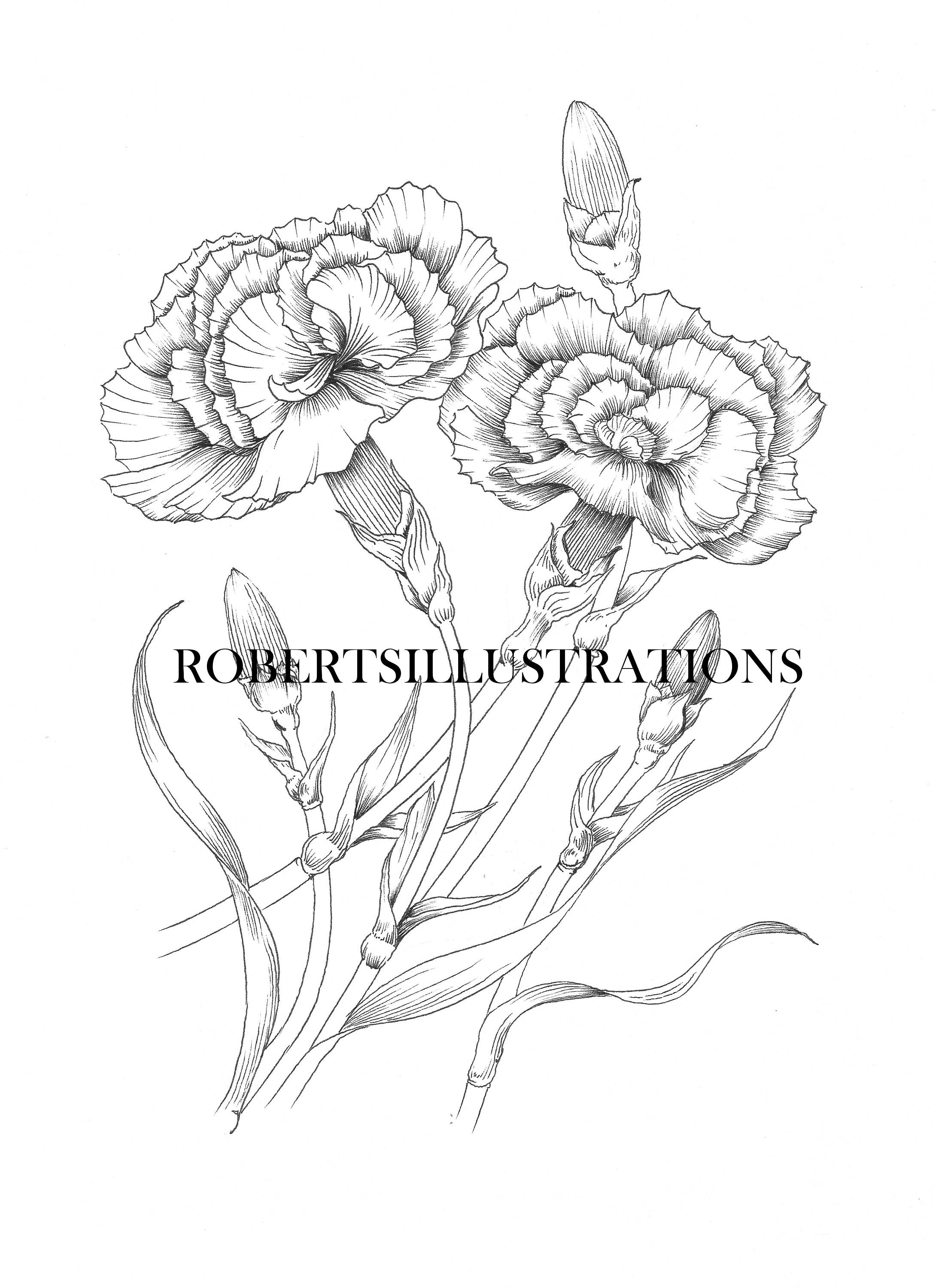 Birth Flower January Carnation Colouring Page