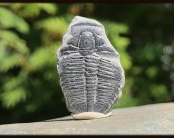 Elrathia Trilobite Fossil found in USA - Cambrian Period - FST142