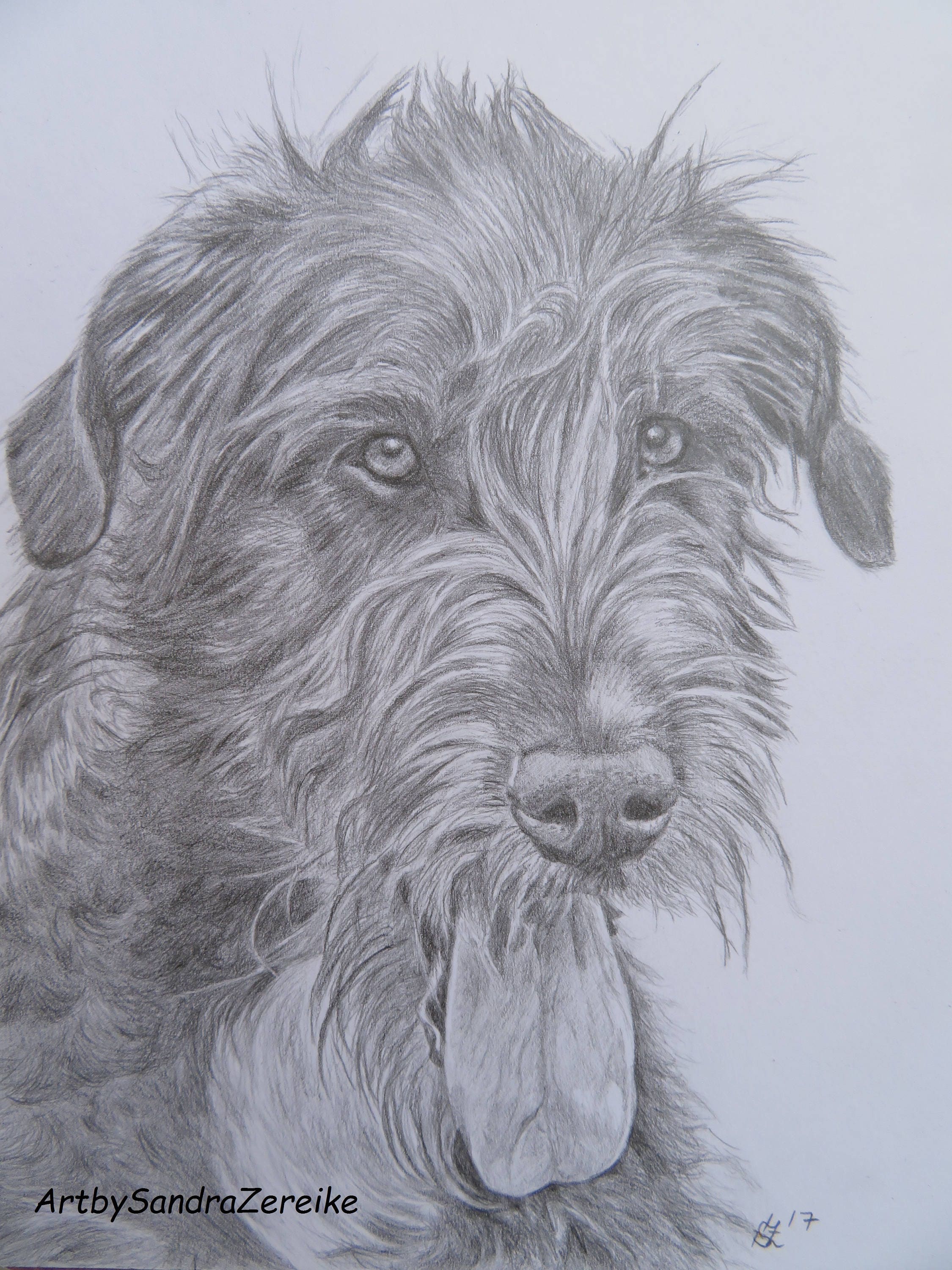 Pencil Drawing Irish Wolfhound Original no Print 82 x