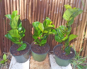 Fiddle Leaf Fig 14-16