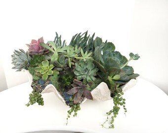 Clam Shell Succulent Garden | Potted Plants | Tropical Plants | Office Plants | Cool House Plants | Large Plants | Succulent Plants |