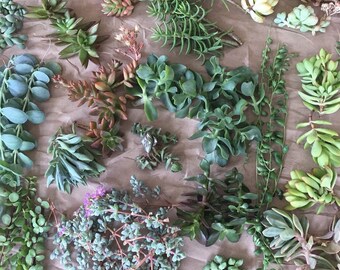 25 Large Succulent Cuttings