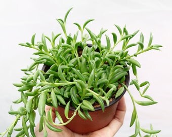 4" String of Bananas Plant Hanging Succulents, Rare Pearls Succulent Terrarium Plants, Unique Succulent Plugs Senecio Radicans Hanging Plant