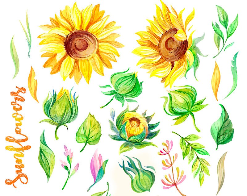 Watercolor sunflowers clipart rustic flowers summer clipart