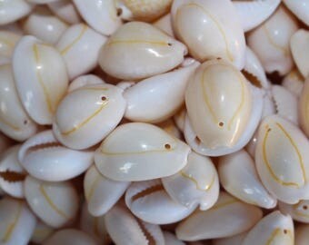 100 cowry cowrie free 100 + = 200 cowries with 1 drilled hole 15mm - 20 mm