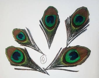 Set of 5 beautiful Peacock eye feathers