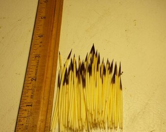 2 1/2" American Porcupine Quills 100pcs larger Diameter