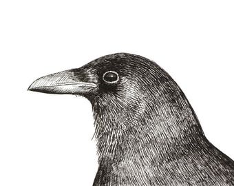Pen and Ink Drawing Black Crow Reproduction Print Art