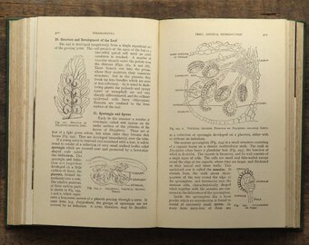Vintage botany book, gardener's gift Textbook of Botany 1950s book