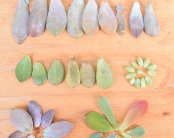 40 Succulent cuttings, succulent leaves
