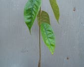 Durian / Durio sp. - 1 Potted Plant in 3.5 inch pot, "+1 Foot Tall", "Sale"