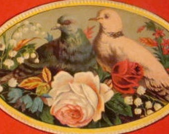 Great Vintage Dove Postcard