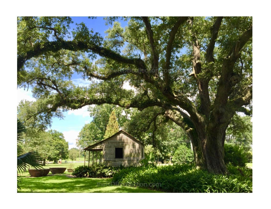 Sugar Cane Pots Photograph Louisiana Plantation