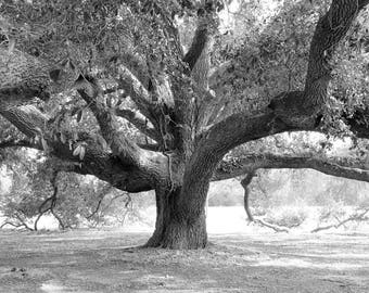 Tree photo print, black and white art, live oak picture, Georgia photography, large wall decor, paper or canvas, 5x7 8x10 to 30x45 32x48