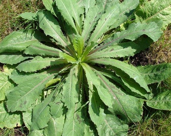 Wild Lettuce Seeds (Lactuca virosa) 20+ Rare Medicinal Herb Seeds in Frozen Seed Capsules™ plus FREE 6 Variety Seed Pack!