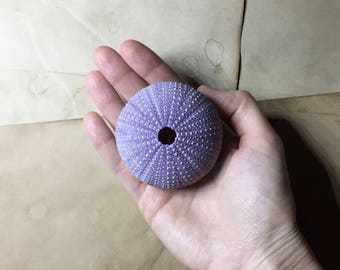 Big Purple Sea Urchin Shell - 6cm / 2.35inch - natural decorative seashell - beach home decor / air plant holder
