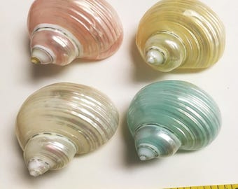 4 Pastel colored polished turbo shells, blue, yellow, pink, ivory