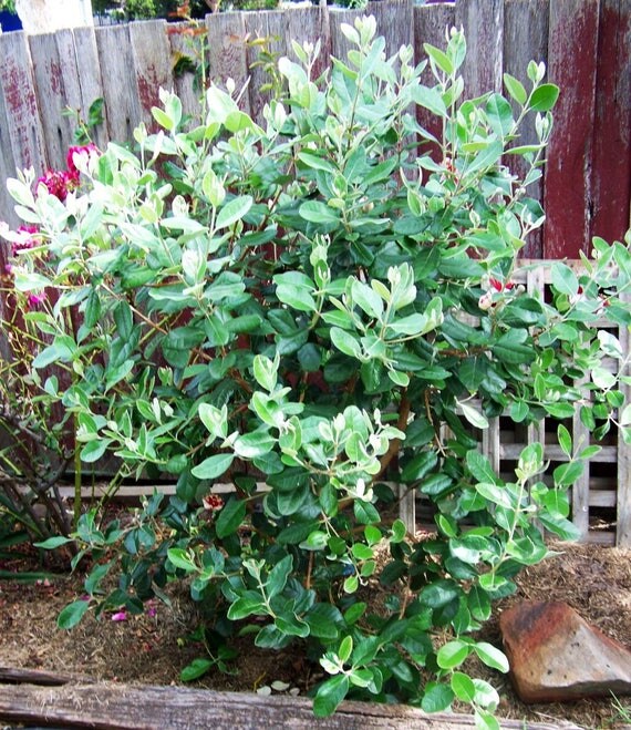 Nazemetz Pineapple Guava aka Feijoa sellowiana