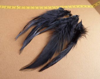 shiny black rooster, 6plumes saddle 8/15 cm