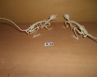 Eichhörnchen Skelett