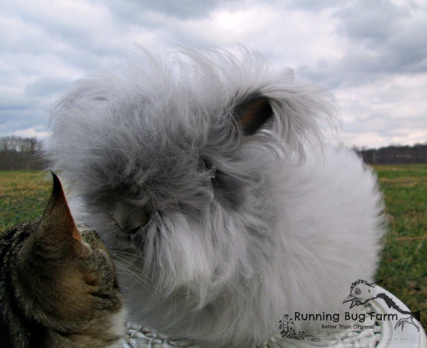 Angora Fiber Spinning Fiber Rabbit Wool Natural Mixed Raw Wool English