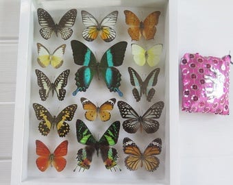 Luxury Set Big Rare Real Mix 14 Butterfly Specimen Swallowtail Papilio Blumei Butterflies Framed Glass Taxidermy Insect Wall Decor Gift