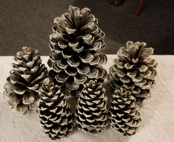 North Carolina Pine Cones Dry Brushed Dixie Belle Paint