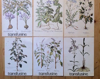 Ancienne Planche botanique, plante médicinale, plante aromatique,
