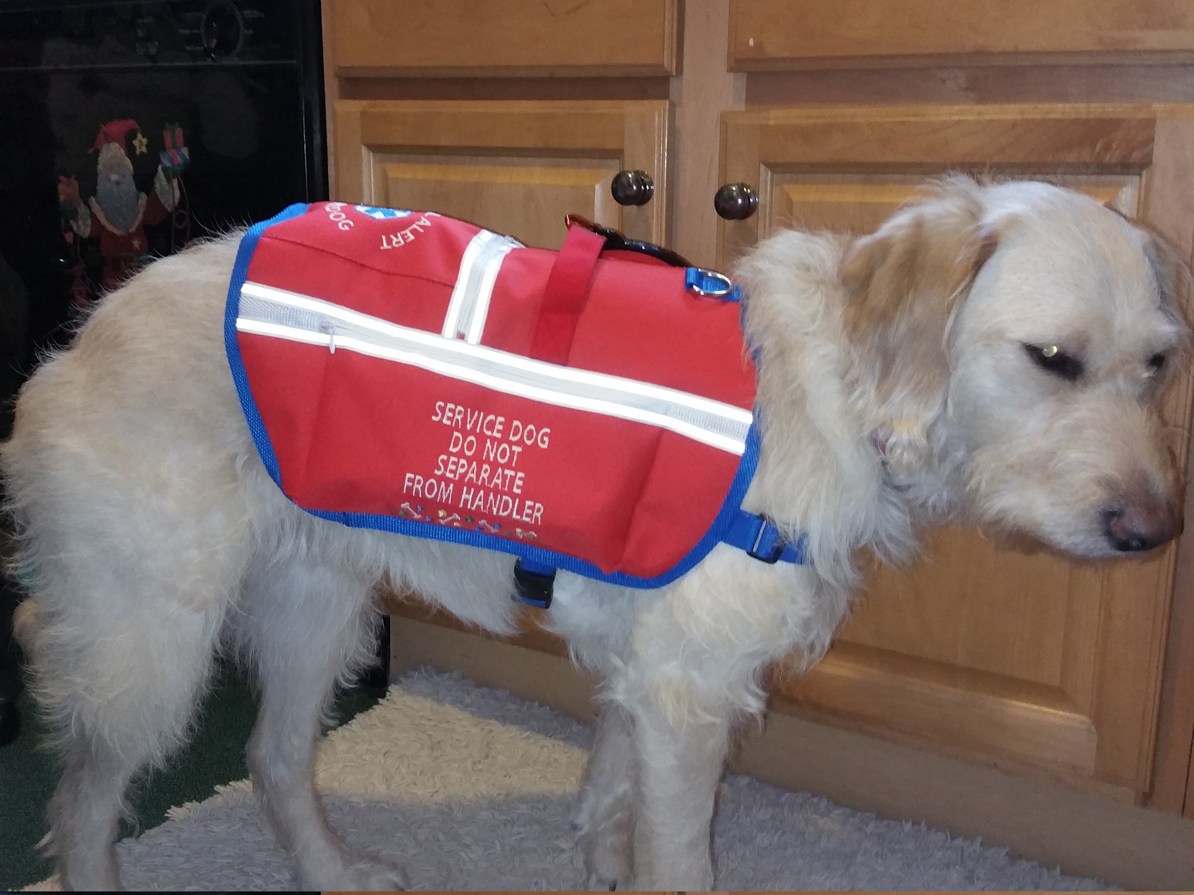 Idea by Hannahniah on Service Dogs Service dog vests, Service dogs