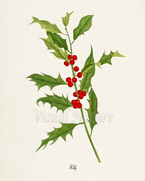 Holly Art Print Botanical Art Print Wall Art Botanical