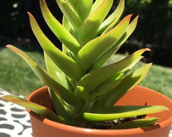 2" Succulent cutting Crassula Capitella or Campfire