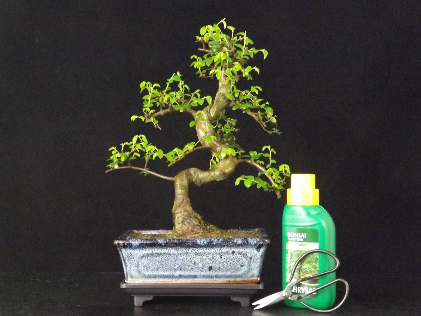 Medium Chinese Elm S Trunk Bonsai Tree with Drip Tray And Care