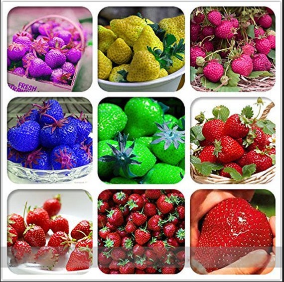 Approx 900 Seeds 9 Different Strawberry Varieties Strawberry