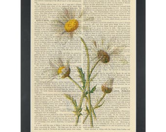 Daisy vintage botanical drawing Dictionary Art Print