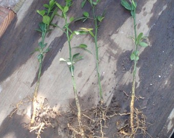 Trifoliate Orange (Poncirus trifoliata) multiple plants listing 2 year old plant