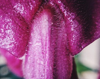 Snapdragon Penis Vagina Hot Pink "Sacred Union 2" nature yoni flower photography print