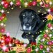 Lucia