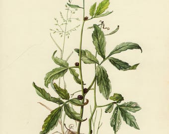 Vintage lithograph of the coralroot bittercress, coral-wort or coral-root from 1955