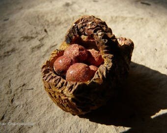 Basket of red apples, miniature gardener and naturalist