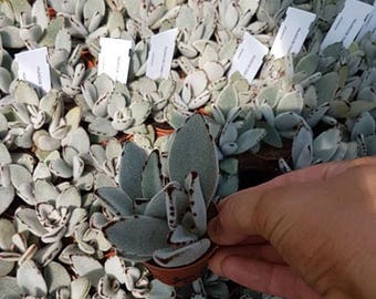 Kalanchoe tomentosa/Succulent plant