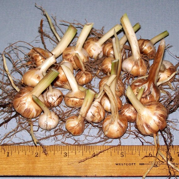 Crocosmia Corms Hardy Perennial Flowers, South African Iris Plants or