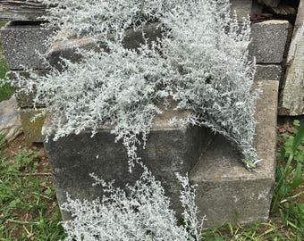 6 Bunches of Silver King - Dried Flowers